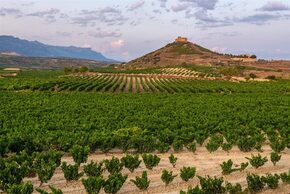 wijngaarden-in-la-rioja-noord-spanje_