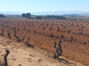 Wijngaard Finca Monteviejo