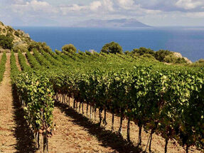sicilia-doc-vineyard