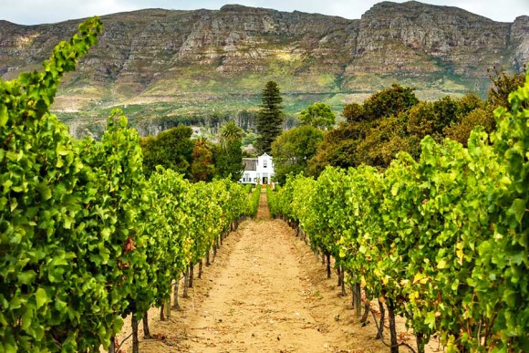 Zuid-Afrika-wijngaarden